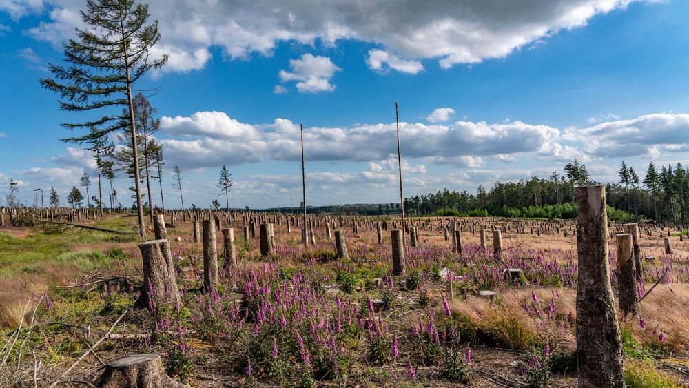 Neue Bundeswaldinventur: Warum der Wald als Klimaschützer ausfallen wird