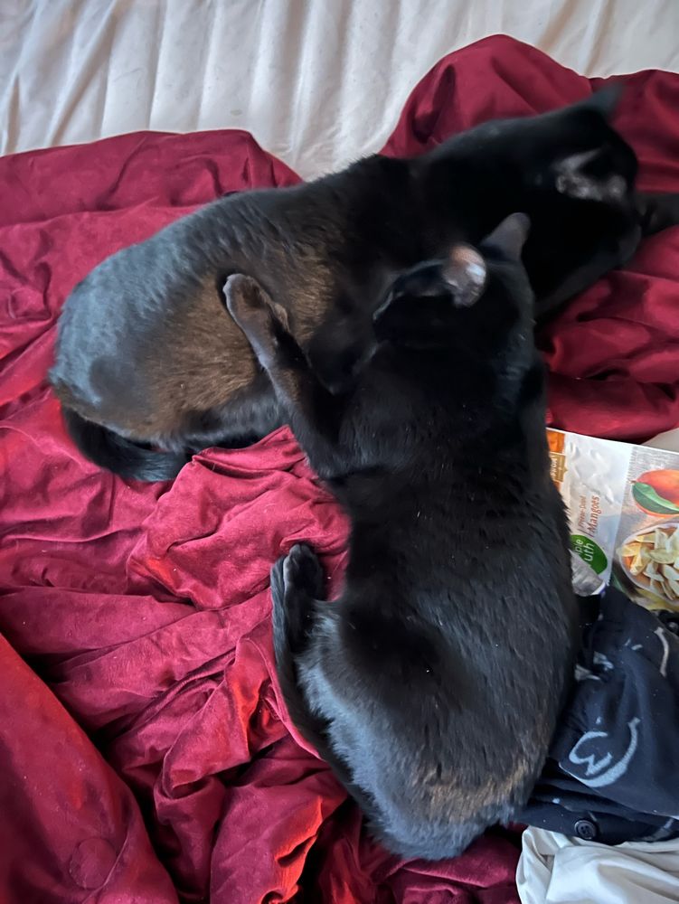 Two black cats lounge together on a burgundy blanket 
Text reads: The Calm Before The Storm