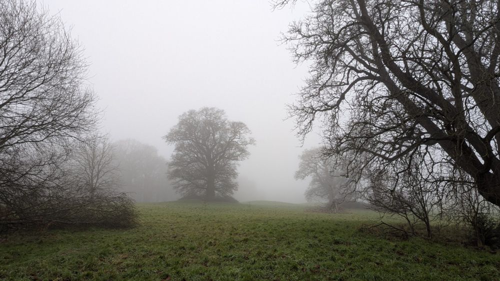 Trees in a thick fog
