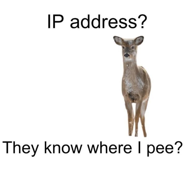 imagem de um cervo fêmea paradinha contra um fundo branco, onde está escrito em inglês "IP address? They know here I pee?".