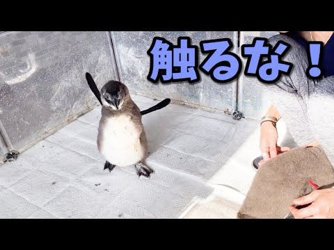 ペンギンの赤ちゃんの反抗期