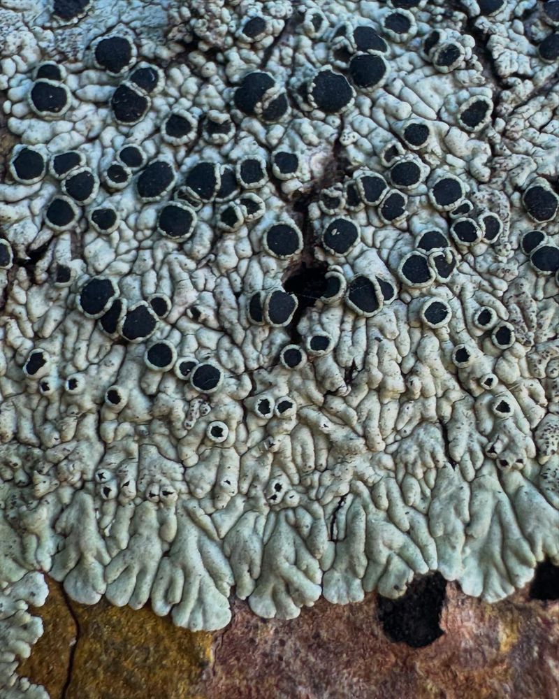 Foliose lichen with black apothecia with thalline margins 