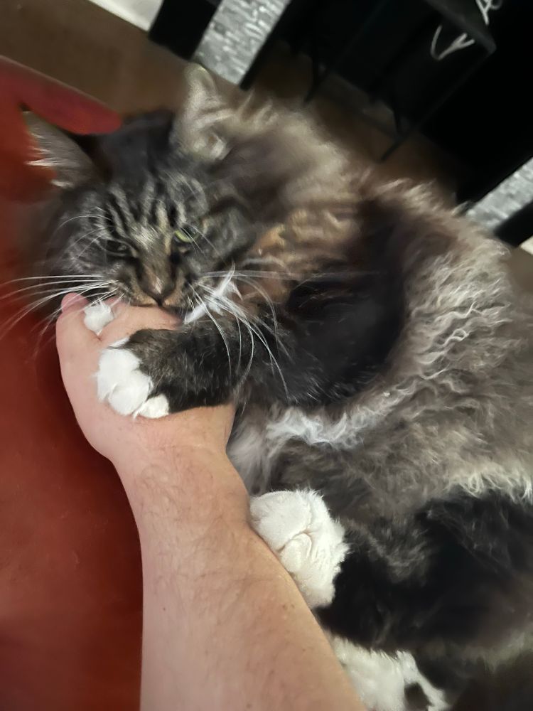 t-mo the fluffy grey & white maine coon cat is holding onto my hand and chomping it. he gave me some rabbit kicks too but they’re not in the pic