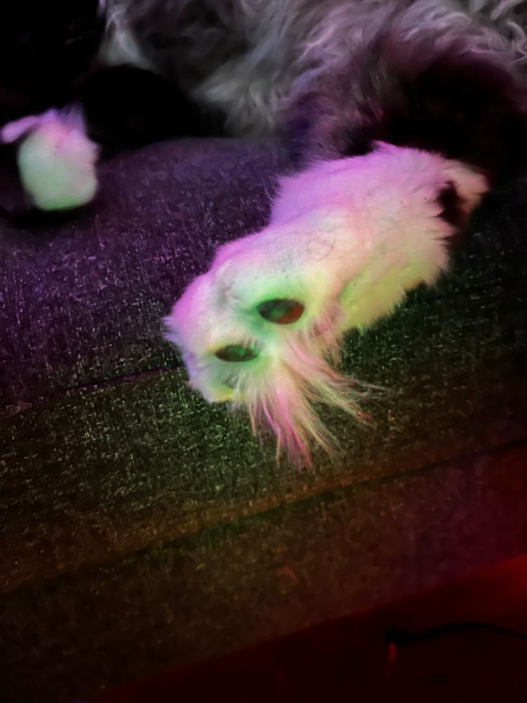 a fluffy cats back paw, with a huge honker of cat fur coming right out of the middle of the paw between the beans. paw is white fur, beans are dark