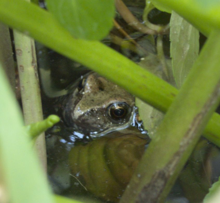 close up of the small frog, only head above the water