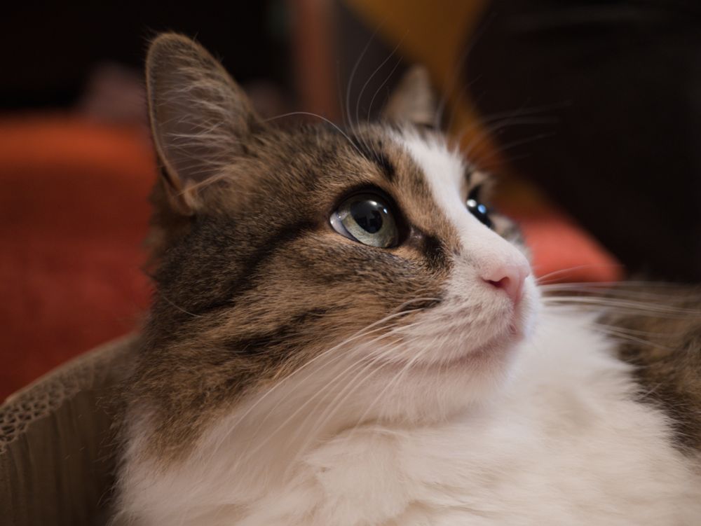 Momo staring lovingly with big shiny eyes at my partner who's apparently her favourite person in the entire universe. I'm not bitter just stating facts.