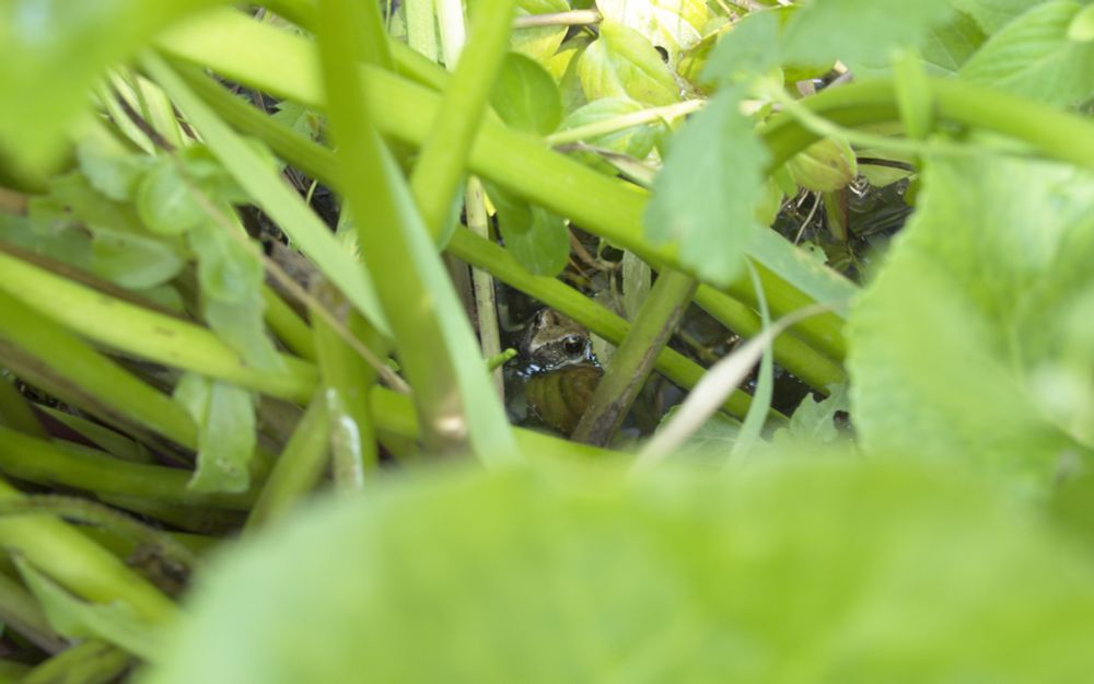 A small frog in a pond full of overgrown plants