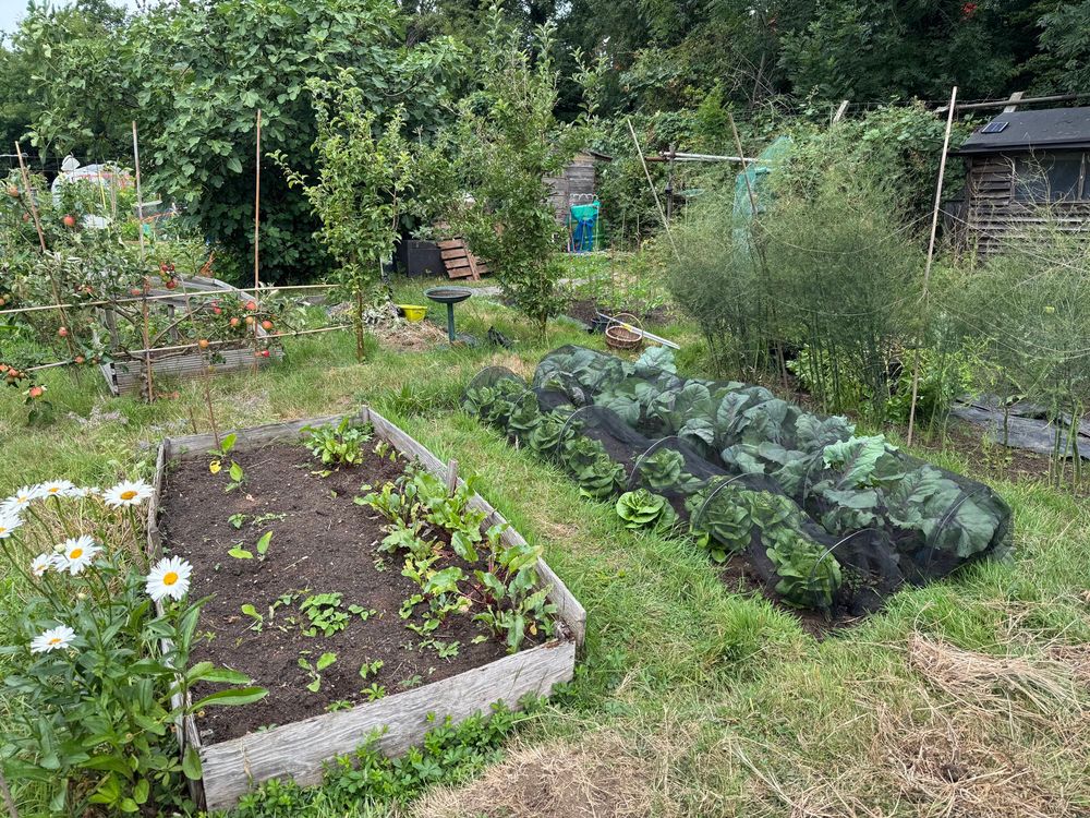 Photo of my vegetable beds with beetroots, lettuce, cabbage, grown tall aspargus poants at the back. Some adorable daisies closer too.