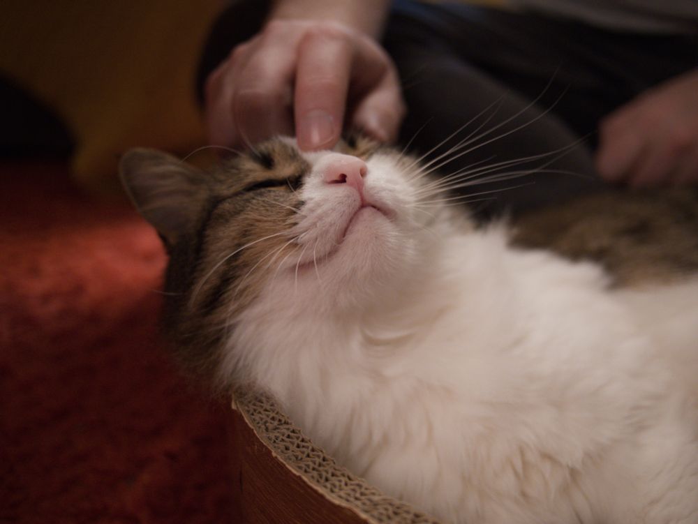 Momo, a white & brownish-gray cat leaning back on her cardboard bed with eyes closed while receiving pets on her head.