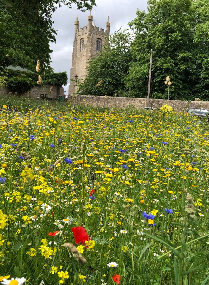 Wildflowers in Sedgefield.