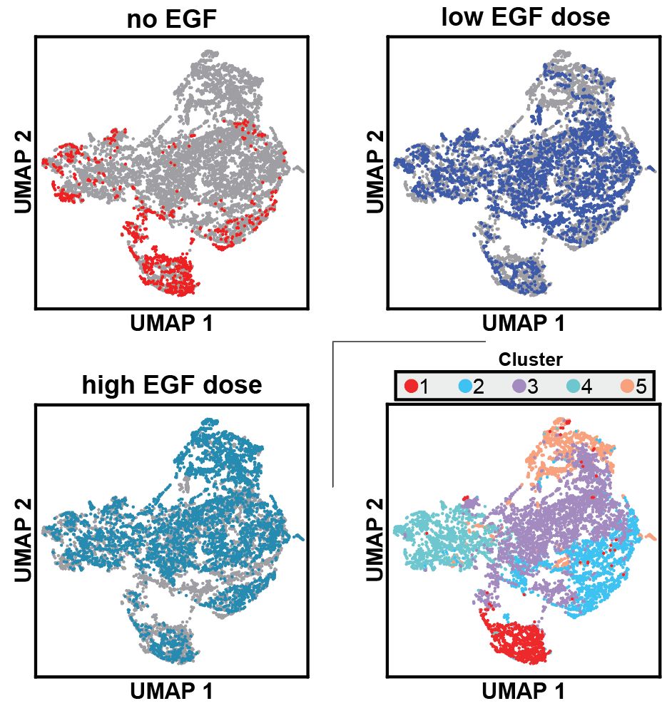 UMAP graphs derived from the RNAseq data for 9 mutants and SHP2 WT expressing cells, showing that different amounts of EGF yield different cell states (first three graphs, with EGF stimulation state largely changing along UMAP2). The fourth UMAP graph higlights 5 different clusters, with clsuter 1 largely containing unstimulated cells and cluster 5 containing maximally stimulated cells.
