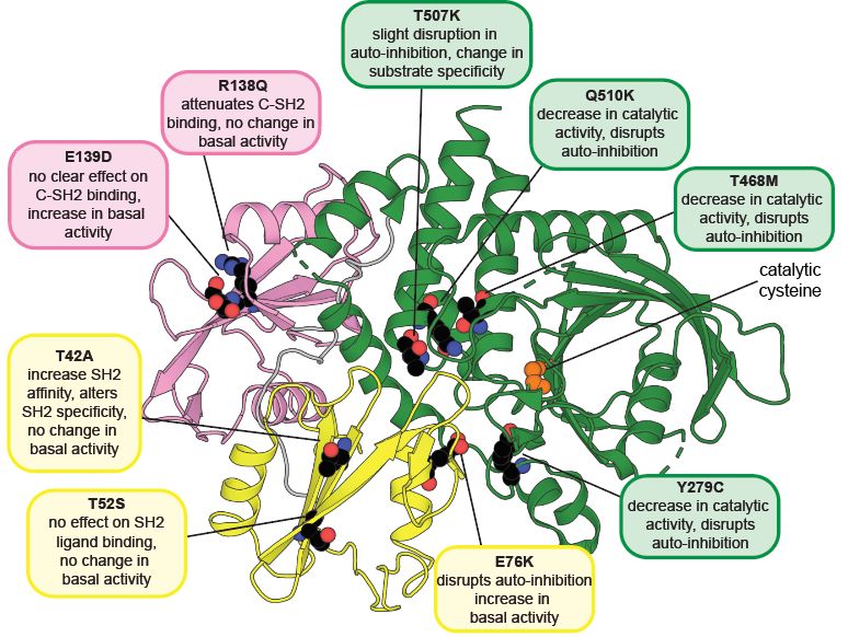 9 different SHP2 disease-associated mutations and their structural/functional effects, mapped onto the auto-inhibited structure of SHP2.