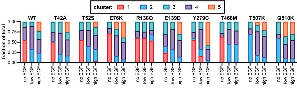 Occupancy of each cluster by each mutant at different EGF doses. Notable outliers are R138Q, which almost always stays in cluster 1 (non-responsive to EGF), and T507K/Q510K, which never occupy cluster 1.