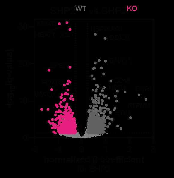 volcano plot showing SHP2 WT vs SHP2 KO gene expression profiles.