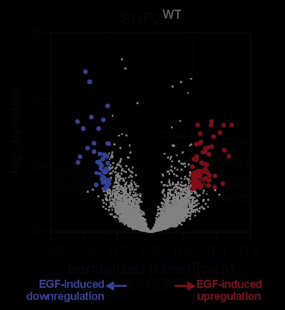 EGF-dependent gene expression in SHP2 WT expressing cells.