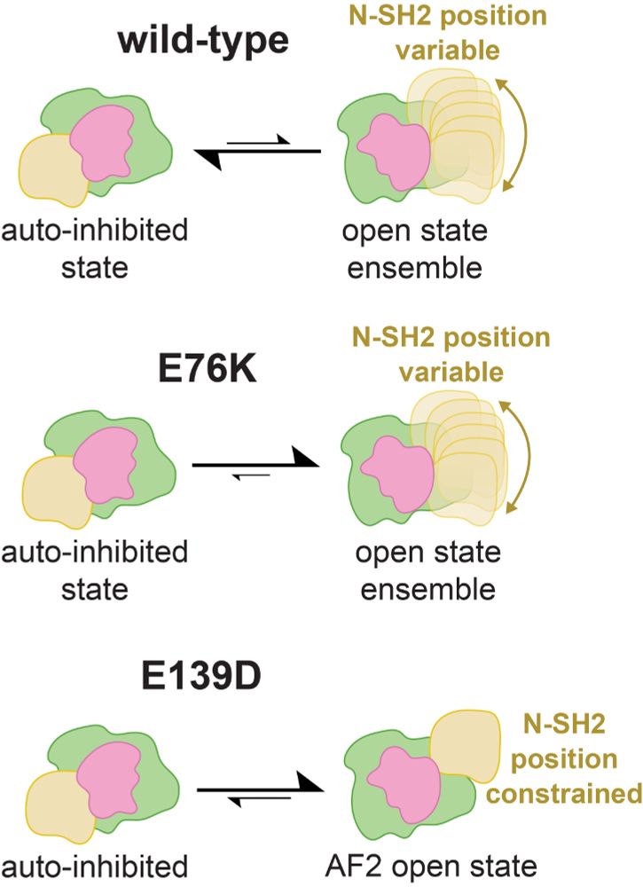 Three cartoon drawings of SHP2 conformational equilibria:

1. wild-type SHP2 mostly rests in an auto-inhibited state, but when it is not auto-inhibited, it accesses an ensemble of active conformations

2. SHP2 E76K has a highly destabilized auto-inhibited state mostly rests in an active state, which is actually an ensemble of active conformations

3. SHP2 E139D is not as activating as E76K, because it does not destabilize the auto-inhibited state. Rather it stabilizes a specific active conformation where the N-SH2 position is constrained.