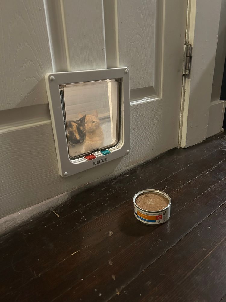 Two cats sit on the other side of a cat flap in a door. There is a can of wet food on this side of the door. The calico cat is starting at the food and the orange cat is behind her, staring at the camera