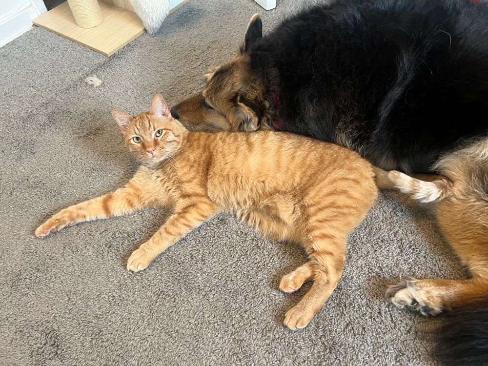 A large orange tabby and a black and brown dog lay together on the floor