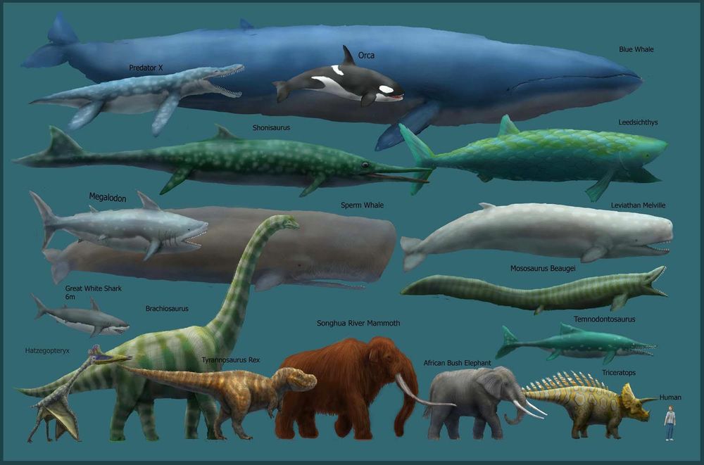 infographic comparing some large creatures (such as blue whale, orca, Songhua river mammoth, elephant) with some large dinosaurs (brachiosaurus, tyrannosaurus rex, triceratops) and a human