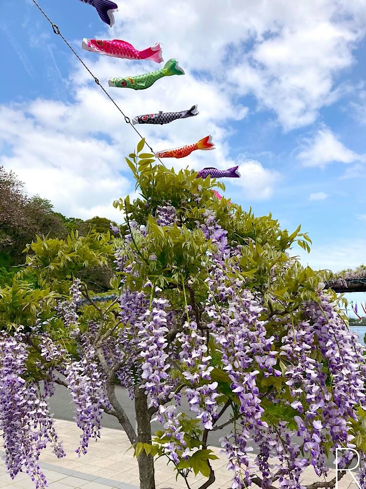 藤の花の上をミニ鯉のぼりが気持ち良さげに泳いでいます！