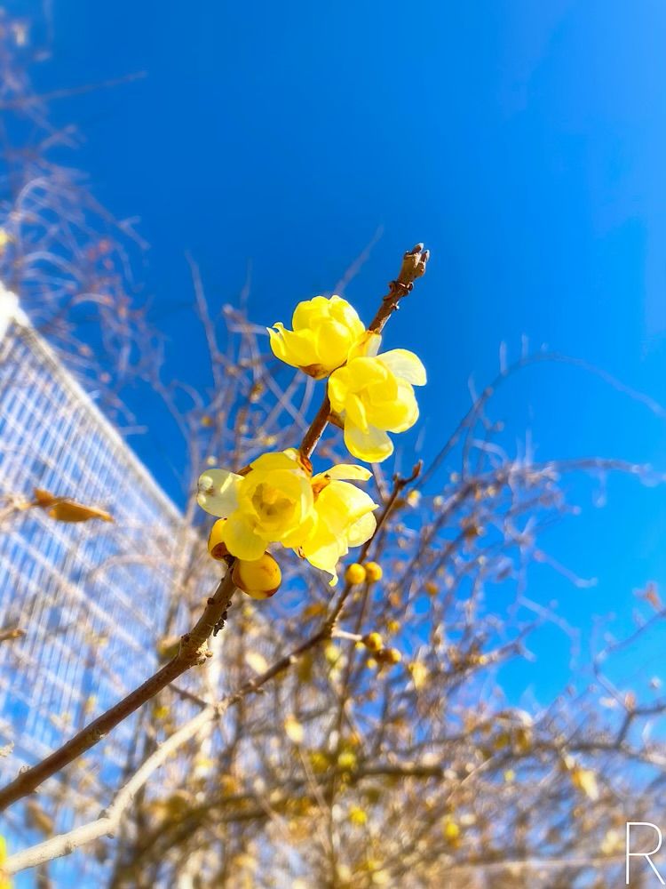 黄色い花びらが少し透き通ってます。
まだつぼみが多く、咲いてるのを探しました！