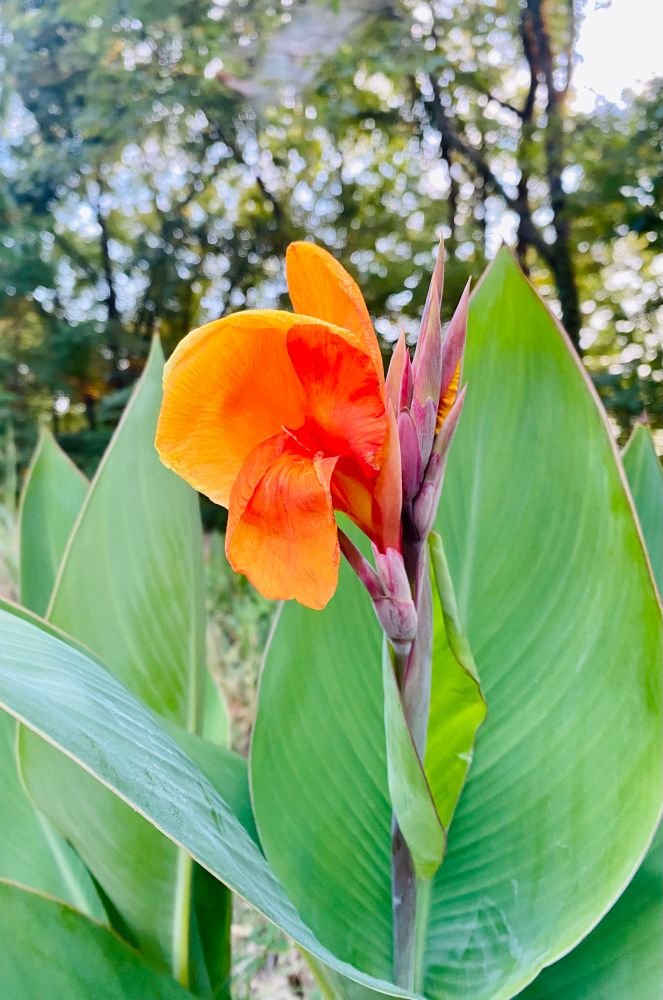 Bird of paradise in bloom