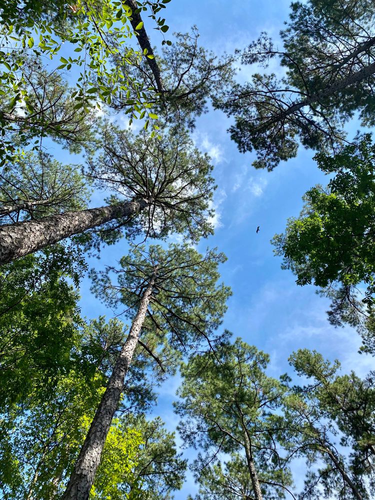Looking up at trees with a bird flying overhead