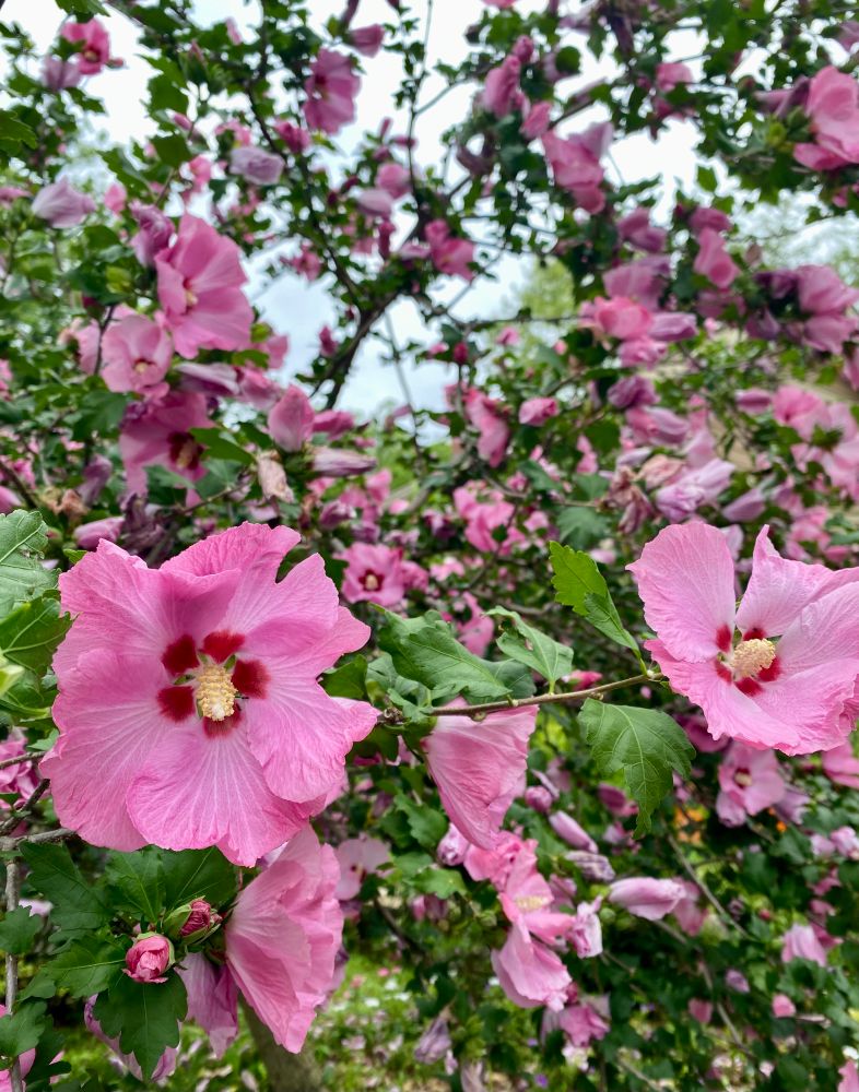 A whole bunch of blooming hibiscus 