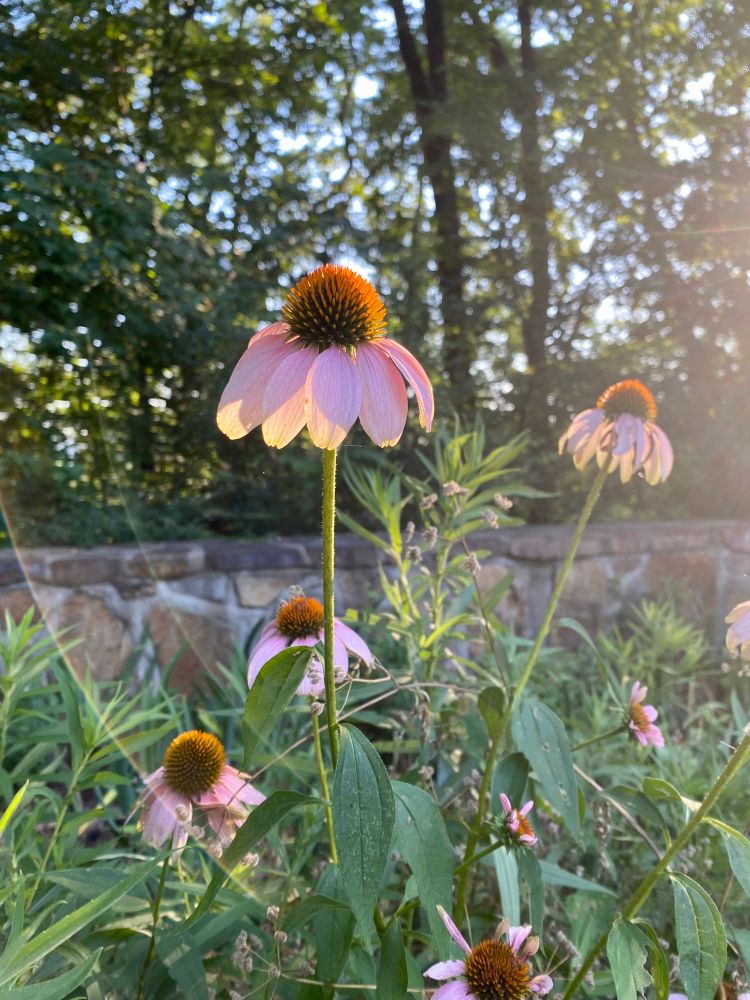 Echinacea in the morning sun

#bloomscroll