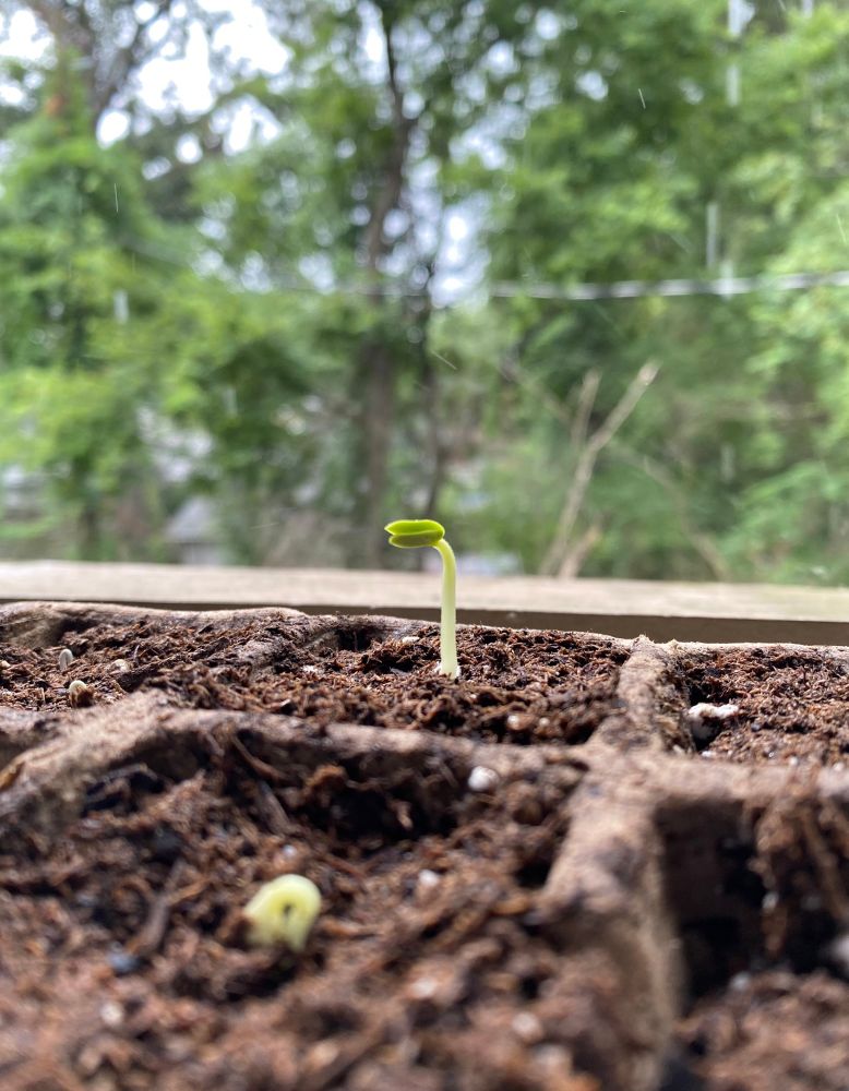 Cucumber sprout on a rainy day