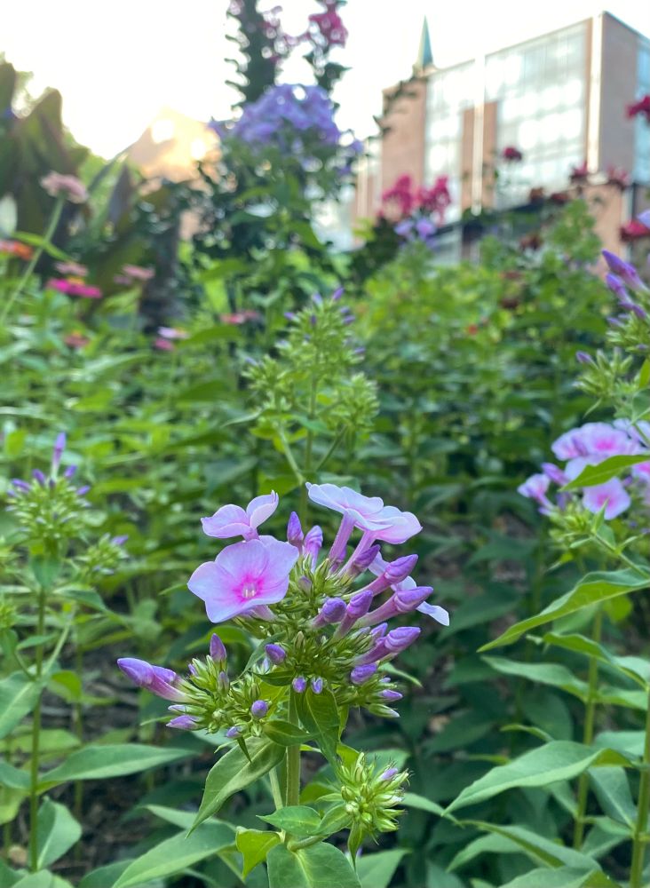 A city flower garden during sunrise 