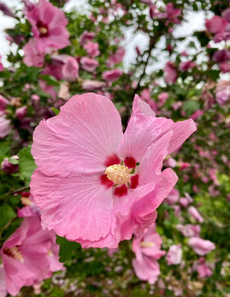 A close-up of blooming hibiscus 