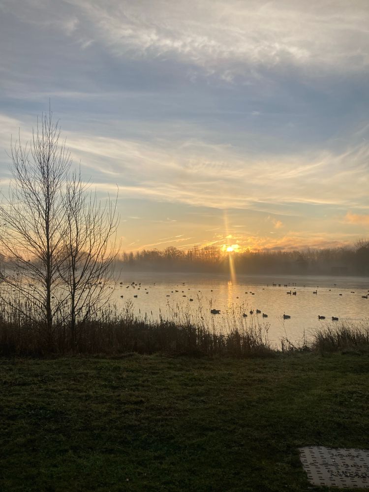 The sun rises above some trees in ge distance, with a lake, ducks and reeds in foreground.