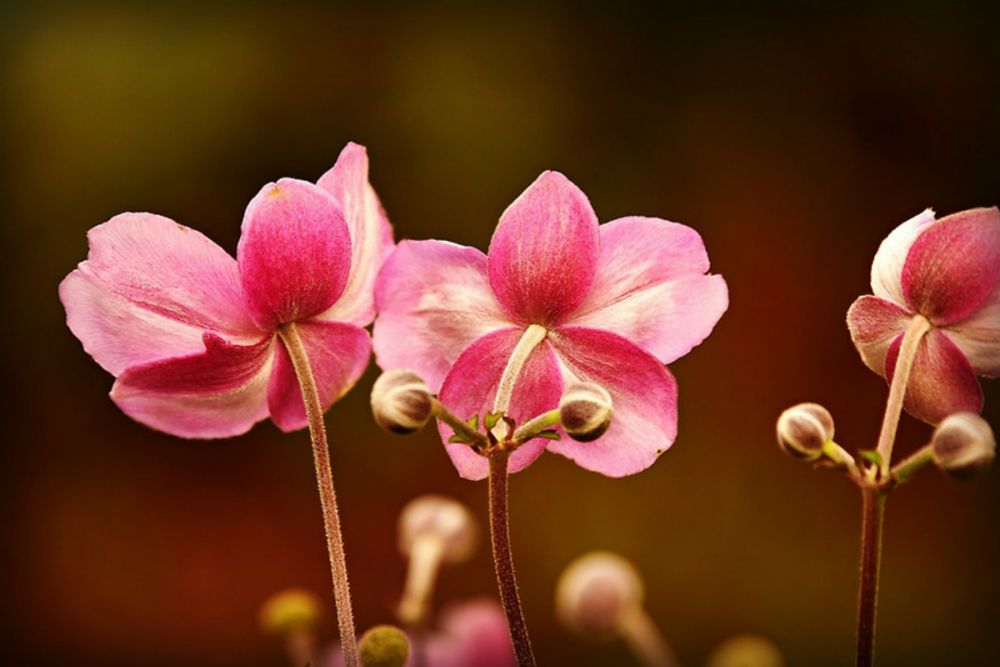 Anemones: Nature's Colorful Gift with a Toxic Twist :: Floral Notes