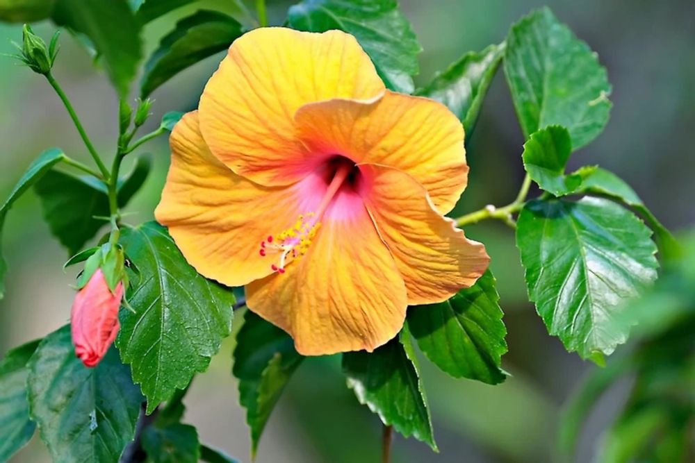 Guarding Your Hibiscus: Top 5 Pests and Effective Control Strategies