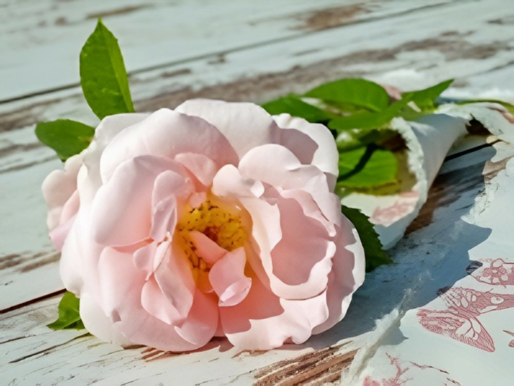 Roses Unveiled: Discover the Types, Care Tips, and Symbolism of the World's Most Beloved Flower