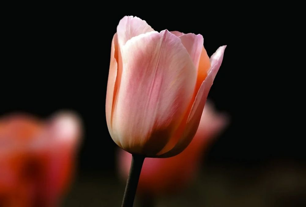 Tulip Mania: When Dutch Flowers Were Worth More Than Gold :: Floral Notes