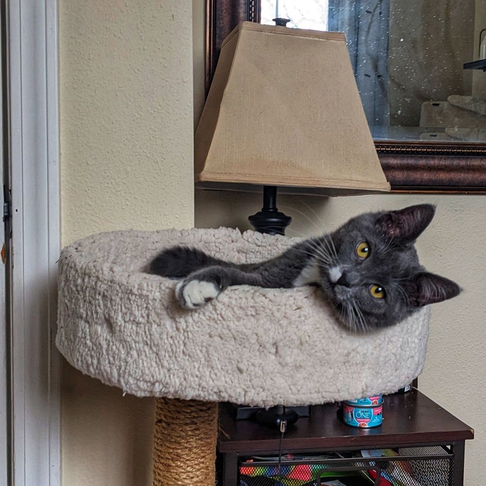 A grey kitten with a splash of white on his chest (and a small dot over one of his little muzzle-spots where his whiskers grow out of!) lounges in a small cat tree basket, one paw tucked over the edge. His eyes are a very stunning green!