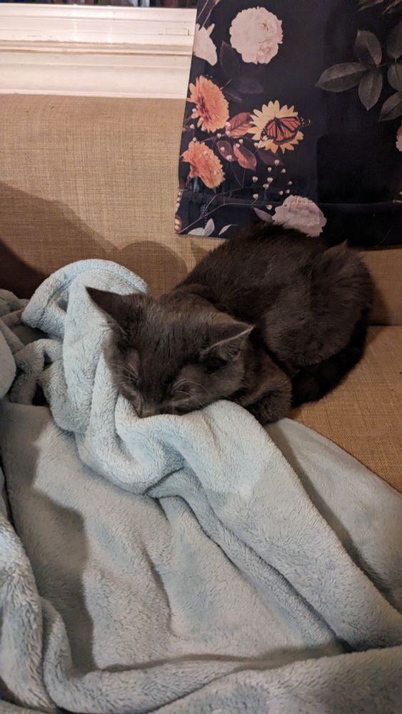 a small grey kitten asleep with his face buried in a blanket