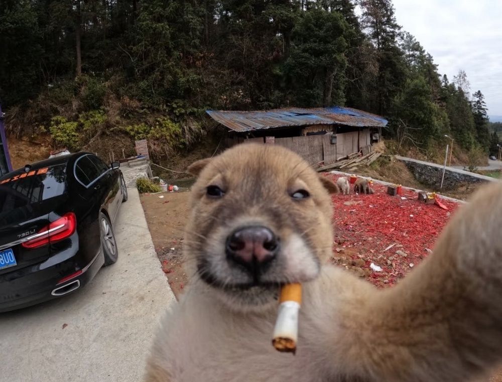 Just a wee dog puffin a wee fag (selfie) 