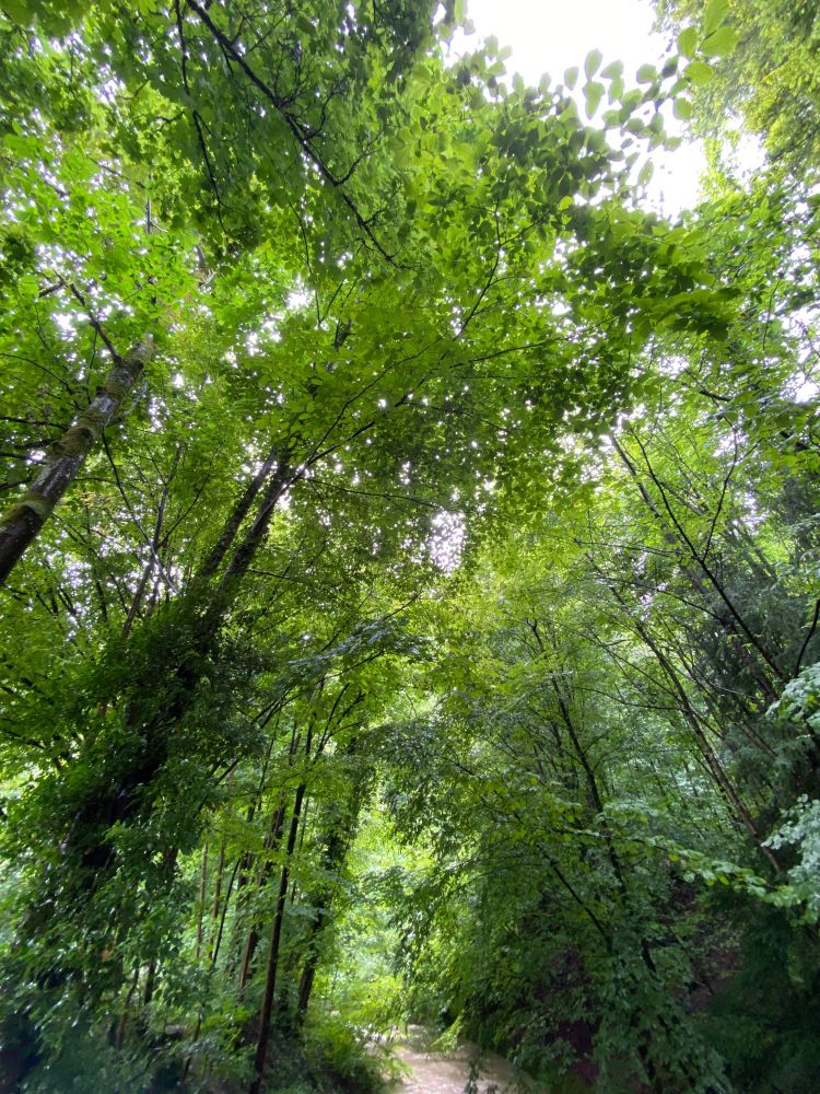 A picture of beech trees leaning over the path I walked. Lush and tall. 