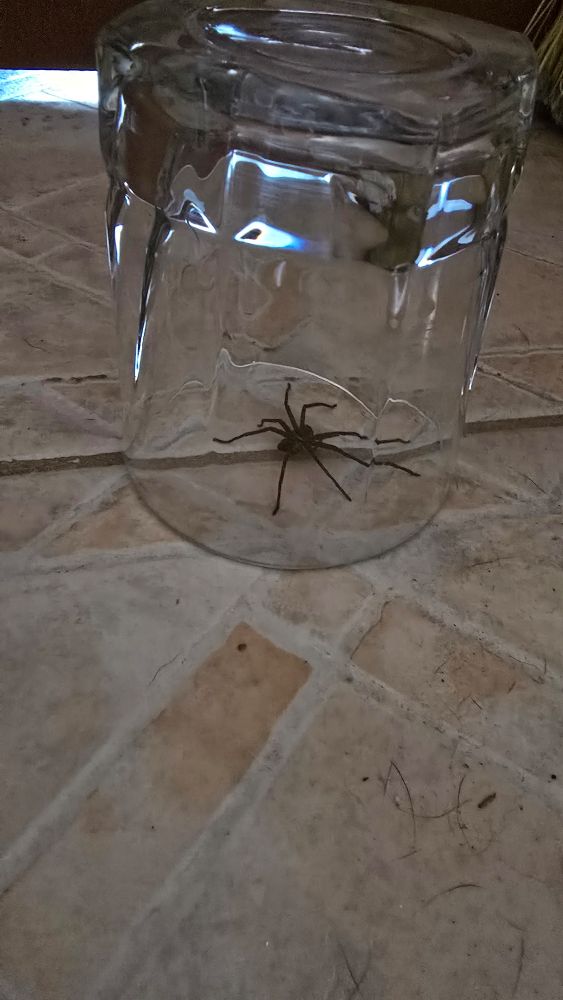 Large leggy spider under a glass