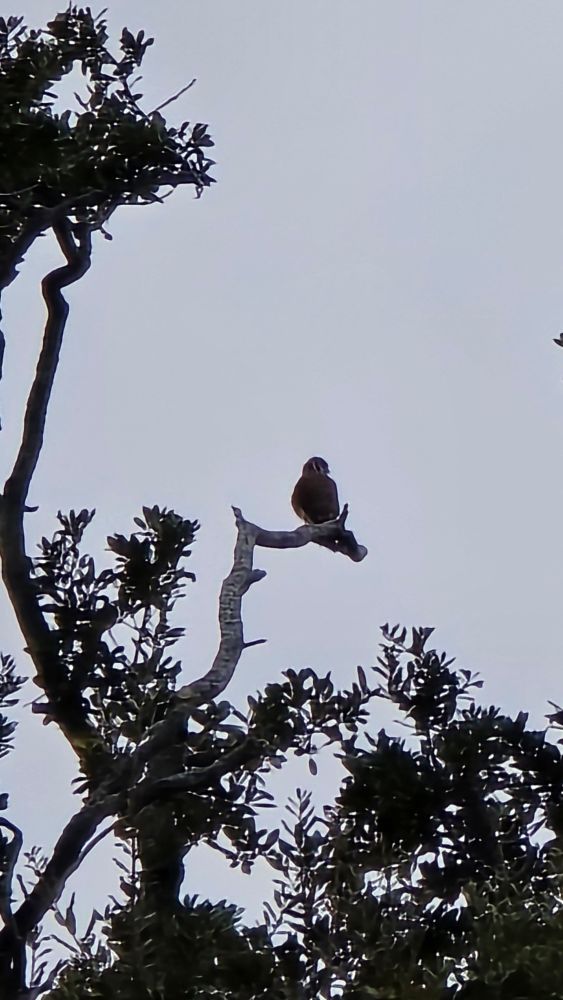 American Kestrel in a tree.