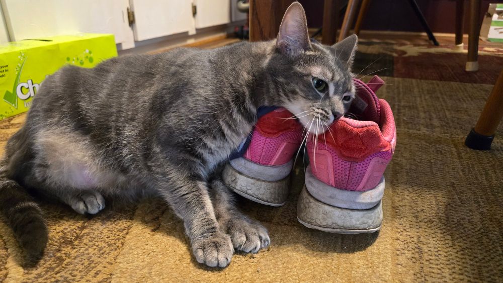 A grey cat rubbing against some pink shoes