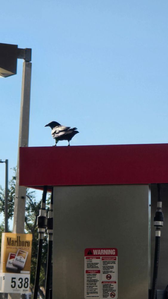 Crow on a fuel pump