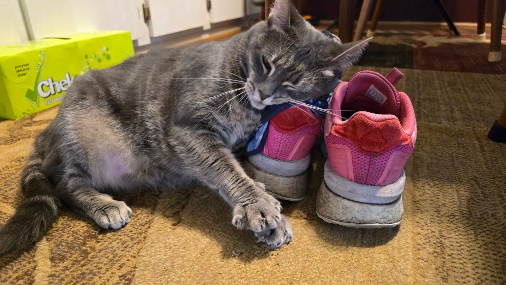 Grey cat intensely rubbing against pink shoes