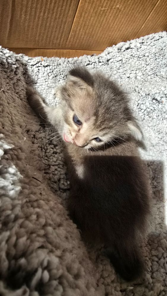 Kitten in a box