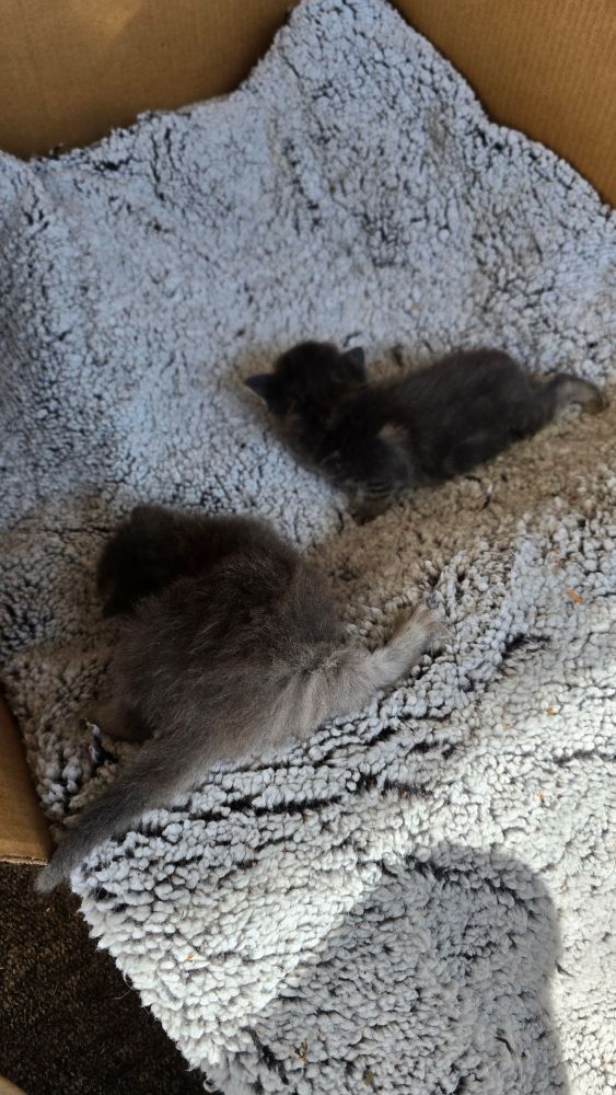 Two kittens exploring a soft blanket in a box. 