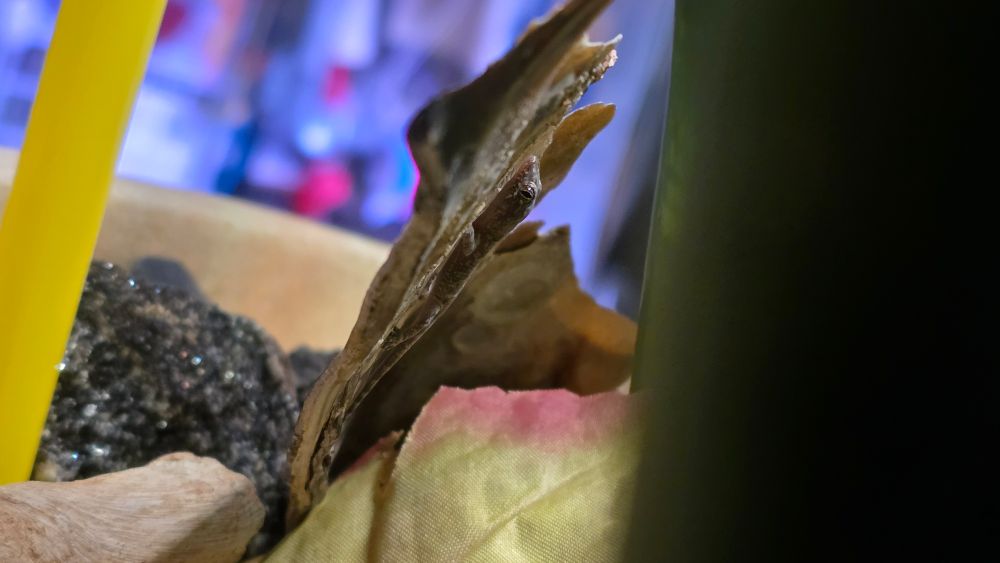 Freshly hatched gecko hanging out on the back side of shell in a planter
