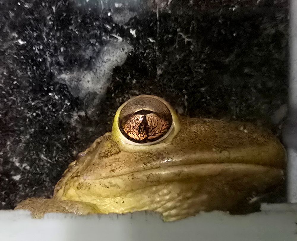 Closeup of a frog with emphasis on its eye.